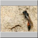 Mimesa sp - Grabwespe 02b 7mm.jpg